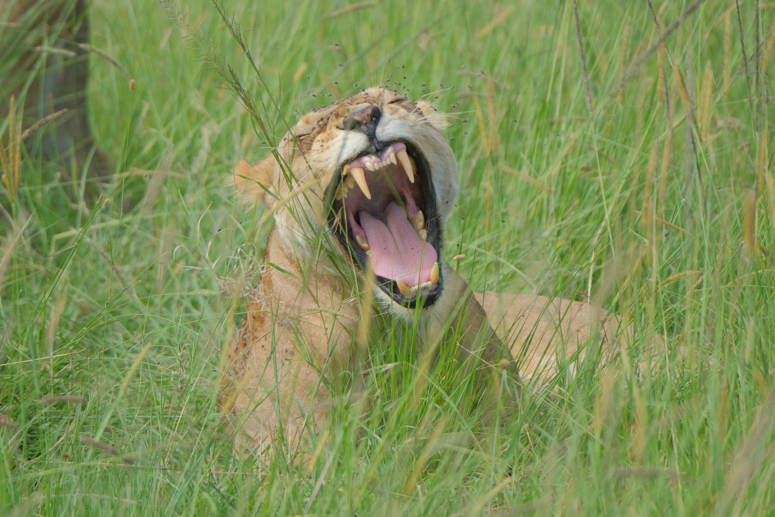 Game Drive in der Ol Pejeta Conservancy